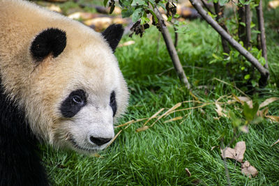 Close-up of a panda in zoo