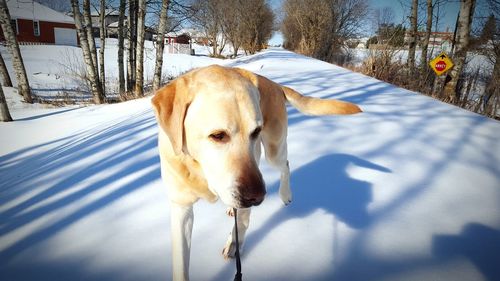 Dog on snow covered landscape
