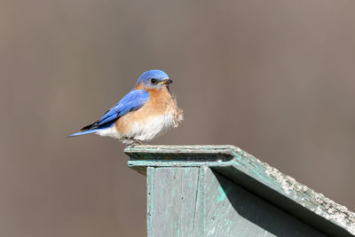 Close-up of bird perching on railing