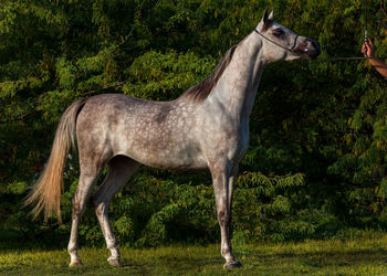 Side view of horse standing on land