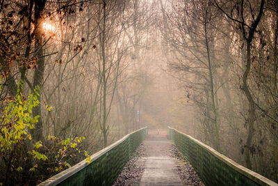 Scenic view of forest during winter