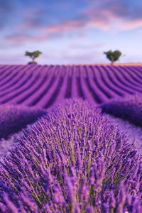 Purple flowering plants on field against sky