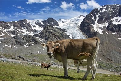 Italy, lombardy, stelvio national park - cow race is bruna alpina