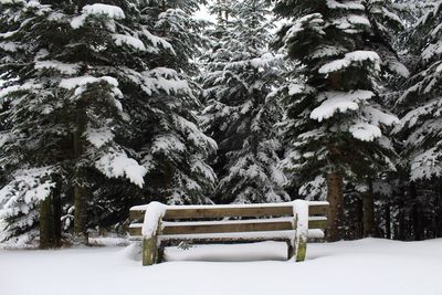 Bench against trees during winter
