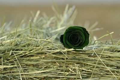 Close-up of fresh green grass
