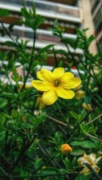 Close-up of yellow flower