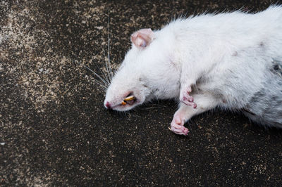 High angle view of white cat