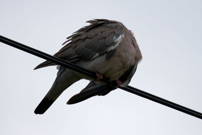 Low angle view of bird perching on metal against sky