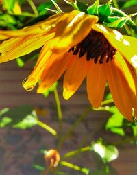 Close-up of yellow day lily blooming outdoors