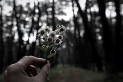 Close-up of hand holding flowers