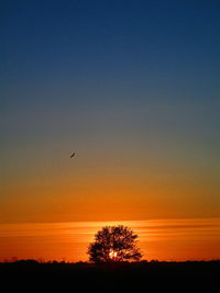 Silhouette of bird at sunset