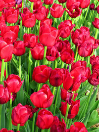 Full frame shot of red tulips