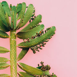 Cactus on pink background