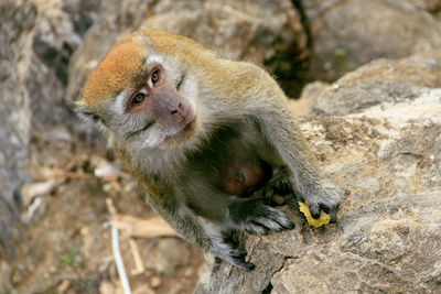 Portrait of monkey on rock