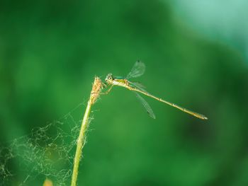 Close-up of dragonfly 