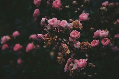 Close-up of pink roses on plant