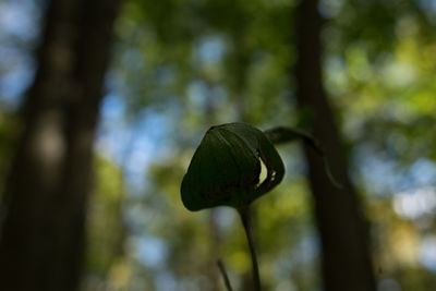 Close-up of fresh green leaf in forest