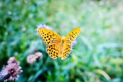 Close-up of butterfly pollinating on flower