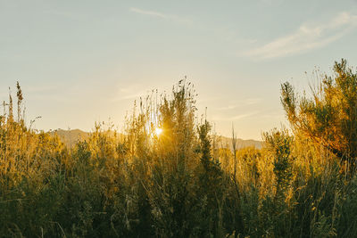 Plants growing on land against sky during sunset