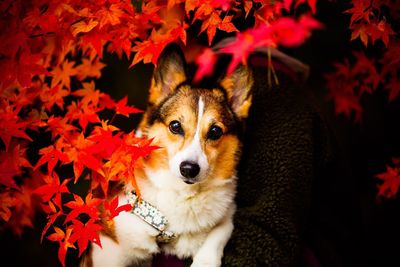 Close-up portrait of a dog