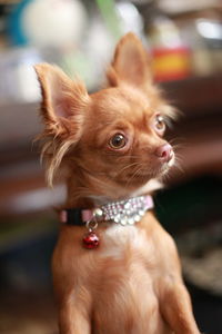 Portrait of dog looking away