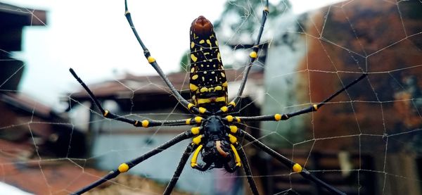 Close-up of spider on web