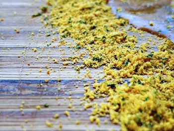 Close-up of lichen on wood