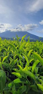 Plants growing on field against sky