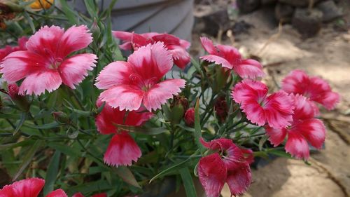 Close-up of pink flowers blooming outdoors