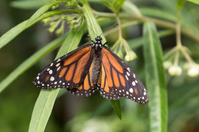 High angle close-up on monarch butterfly on plant