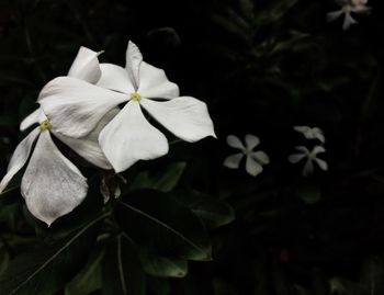 Close-up of white flowers blooming outdoors