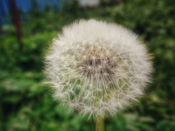 Close-up of dandelion