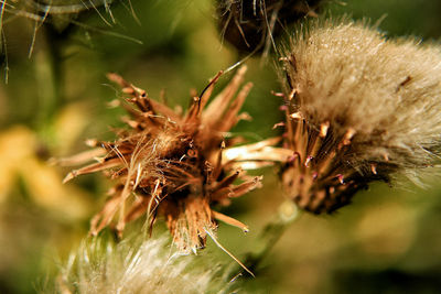 Close-up of dried plant on field