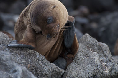 Close-up of sea lion on rocks