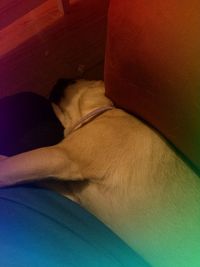 Close-up of dog sleeping on sofa