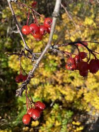 Close-up of red berries growing on tree