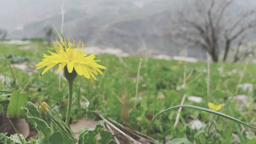 Close-up of yellow flowers blooming on field