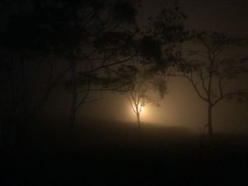 Silhouette of trees at sunset