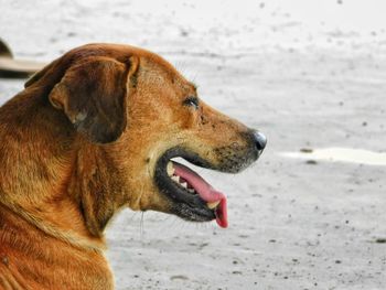 Close-up of dog on sand at beach