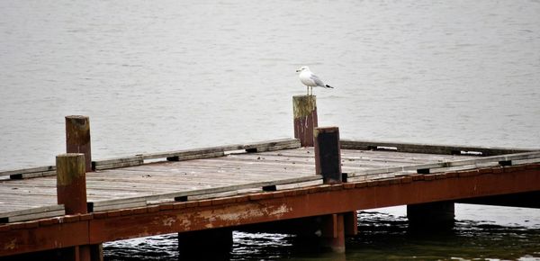 Seagull perching on wooden pier over sea