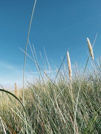 Low angle view of grass on field against blue sky