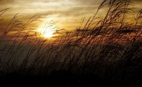 Scenic view of field against sky at sunset