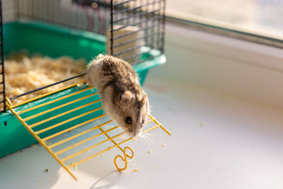 Funny hamster peeking out of cage, selective focus