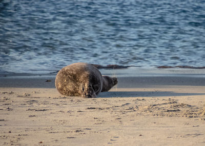 View of a horse on the beach