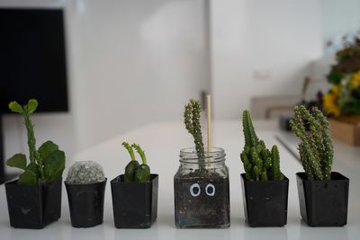 Close-up of potted plant on table