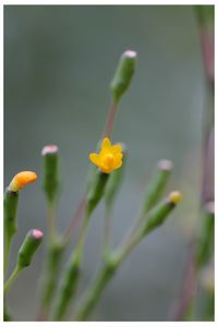 Close-up of yellow flowers