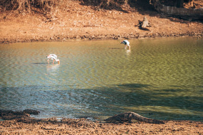 Swans swimming in lake