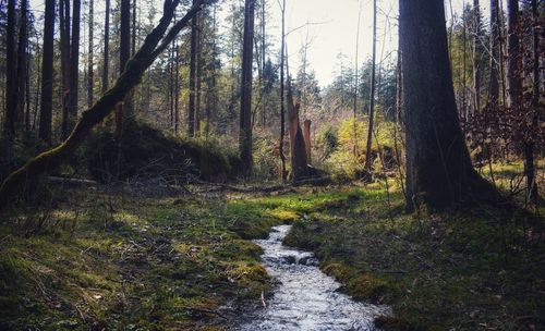 Trees growing in forest