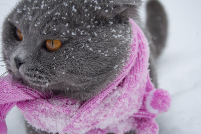 Close-up of animal head in snow