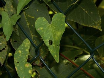 High angle view of raindrops on leaves